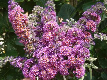 Sommerflieder Bicolor - Buddleja Bicolor