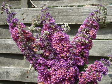 Buddleja Bicolor