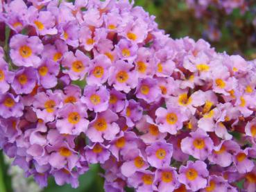 Buddleja Bicolor