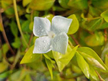 Großblättriges Immergrün Alba - Vinca major Alba