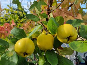 Leuchtend gelbe Konstantinopeler Apfelquitten im Oktober