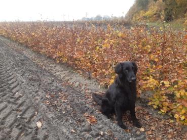 Fagus sylvatica - wurzelnackte Heckenware auf dem Feld