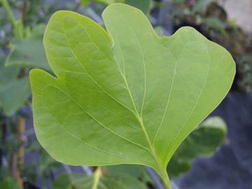 Rundblättriger Tulpenbaum - Liriodendron tulipifera Rotundilobum