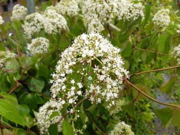 Pflaumenblättriger Schneeball - Viburnum prunifolium