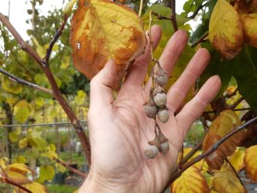 Früchte des Storaxbaums im Oktober
