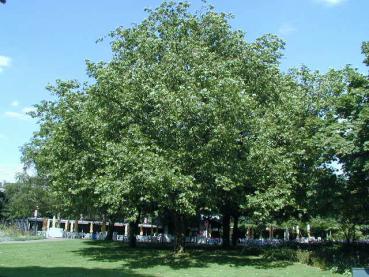 Platane - Platanus hispanica