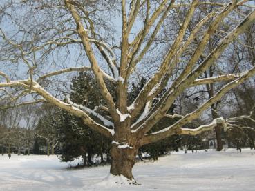 Platane im Schnee