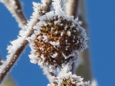 Die kugeligen Früchte der Platane im Winter