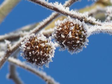 Eiskristalle auf den Früchten der Platanus hispanica