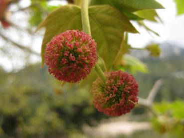 Kugelige, rote Blüte der Platane