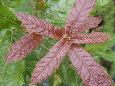 Quercus rhysophylla Maya - Wollmispel-Eiche