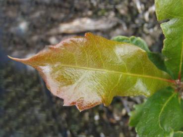 Das frisch ausgetriebene Blatt von Quercus virginiana