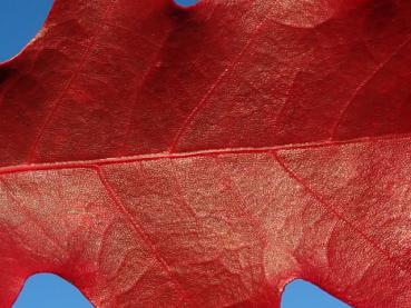 Tolles Herbstlaub bei Quercus ellipsoidalis