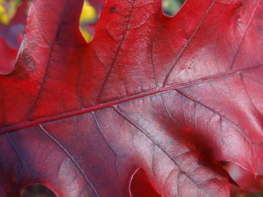 Schöne Struktur: Herbstfärbung bei Quercus ellipsoidalis