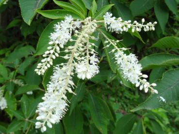 Japanische Zimterle - Clethra barbinervis