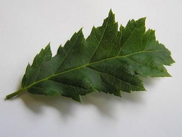 Farnblättrige Hainbuche - Carpinus betulus Heterophylla