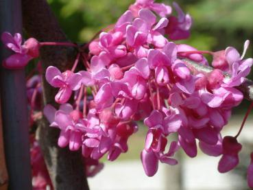 Cercis canadensis Lavender Twist®