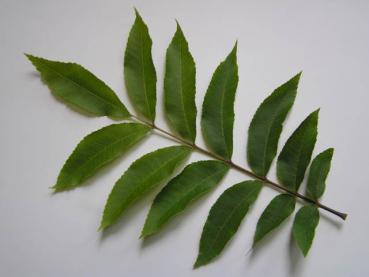 Carya illinoinensis - Pecan, Pekannuss