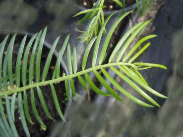 Cephalotaxus harringtonia - Kopfeibe