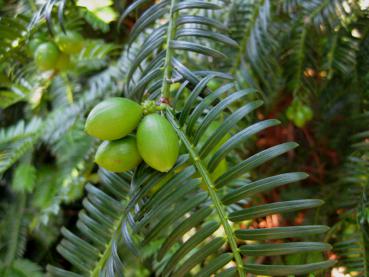 Die Früchte der Kopfeibe ähneln Oliven oder kleinen Pflaumen.