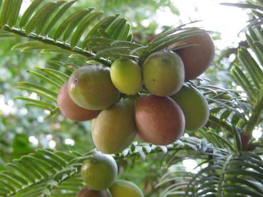 Grüne und braune Früchte der Japanischen Pflaumeneibe