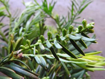 Cephalotaxus harringtonia