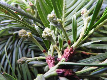 Cephalotaxus harringtonia