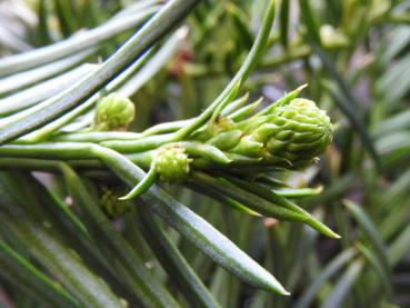 Cephalotaxus harringtonia