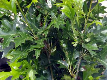 Quercus palustris Fastigiata - grünes, stark gezacktes Sommerlaub