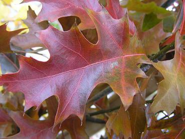 Prächtig rotes Herbstlaub bei Quercus palustris Fastigiata