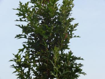 Quercus palustris Green Pillar mit schmalem Wuchs