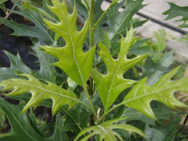 Quercus palustris Green Pillar - frischer Austrieb