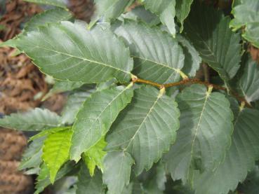 Säulen-Zelkove - Zelkova serrata Fastigiata