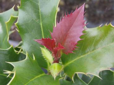 Roter Austrieb der Stechpalme