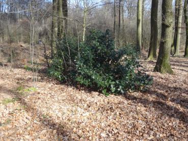 Ilex aquifolium im Wald