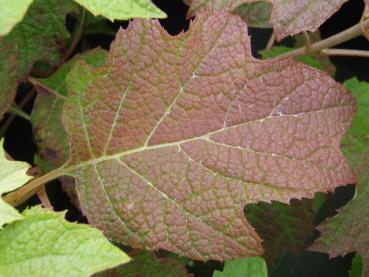 Eichenblatthortensie Burgundy - Hydrangea quercifolia Burgundy