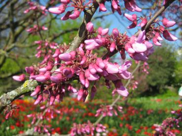 Judasblatt: rosa Blüte