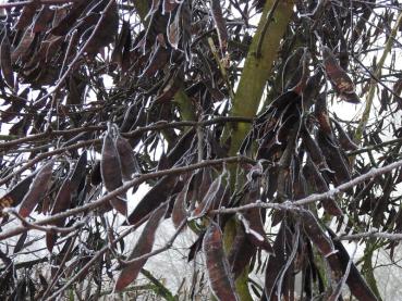 Schotige Früchte des Judasblatts im Winter