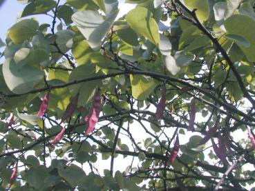 Judasbaum: Herzförmige Blätter und Schoten