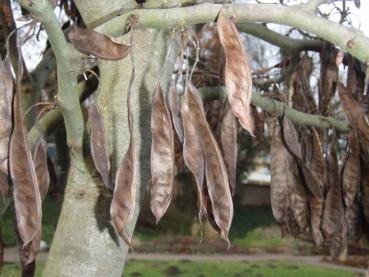 Trockene Fruchthülsen im Winter bei Cercis siliquastrum