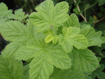 Zierjohannisbeere Carneum - Ribes sanguineum Carneum