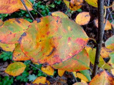Storblommig häggmispel Autumn Brilliance, Amelanchier x grandiflora Autumn Brilliance