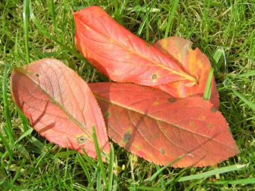 Aronia arbutifolia Brilliant - Rote Apfelbeere Brilliant