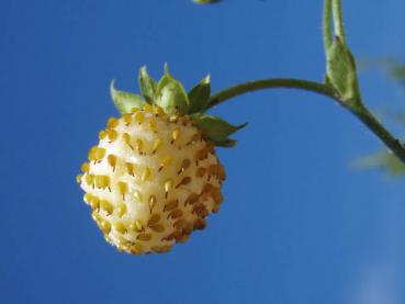 .Fragaria vesca Alba - Wald-Erdbeere, weißfruchtend