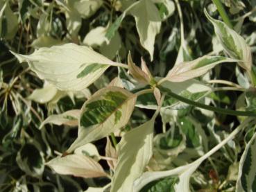 Hoher Weißbunter Pagodenhartriegel - Cornus controversa Variegata