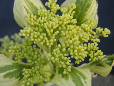 Cornus controversa Variegata