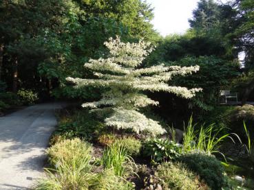 Cornus controversa Variegata