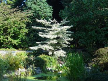 Cornus controversa Variegata