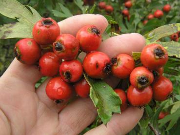 Azaroldorn - Crataegus azarolus