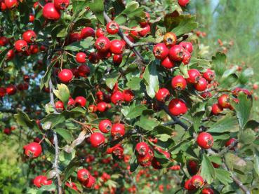 Reicher Fruchtschmuck bei Crataegus azarolus, Aufnahme aus Ende September